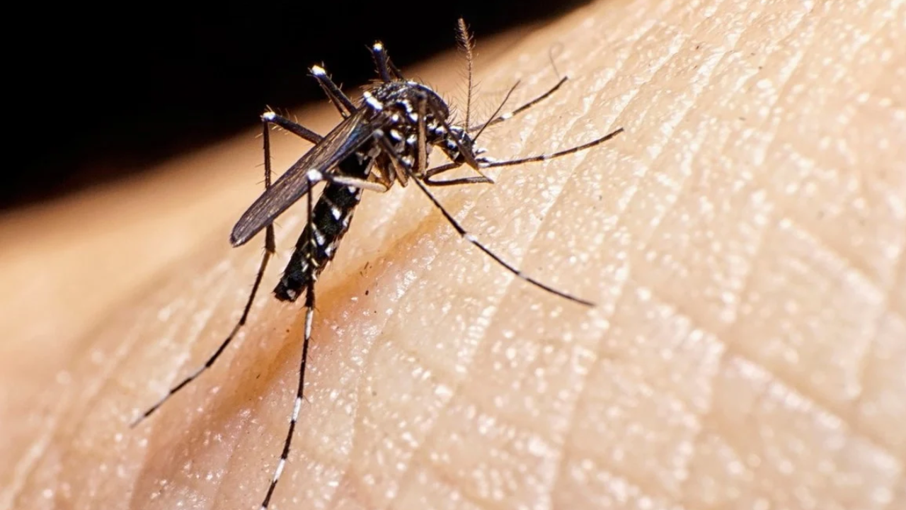 dengue mosco