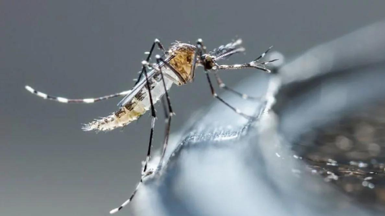 Hay 27 decesos ligados al dengue