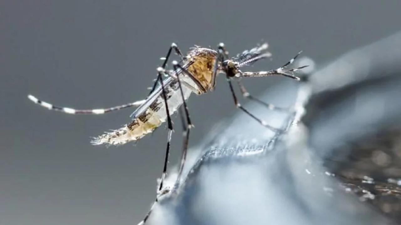 dengue mosco muertes