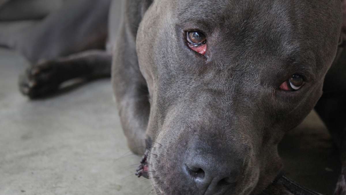 Vinculada a proceso por crueldad animal: mujer es acusada de envenenar mascotas en Cuautla
