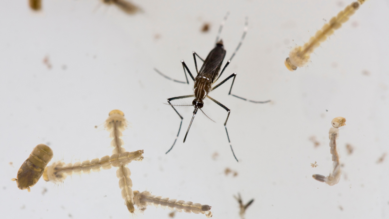 once casos dengue en Morelos