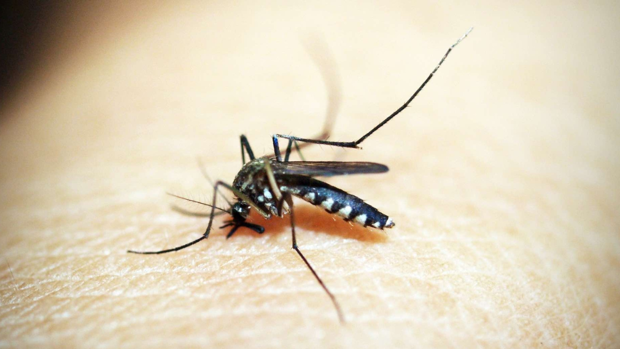 4 mil casos de dengue se contabilizaron en Morelos