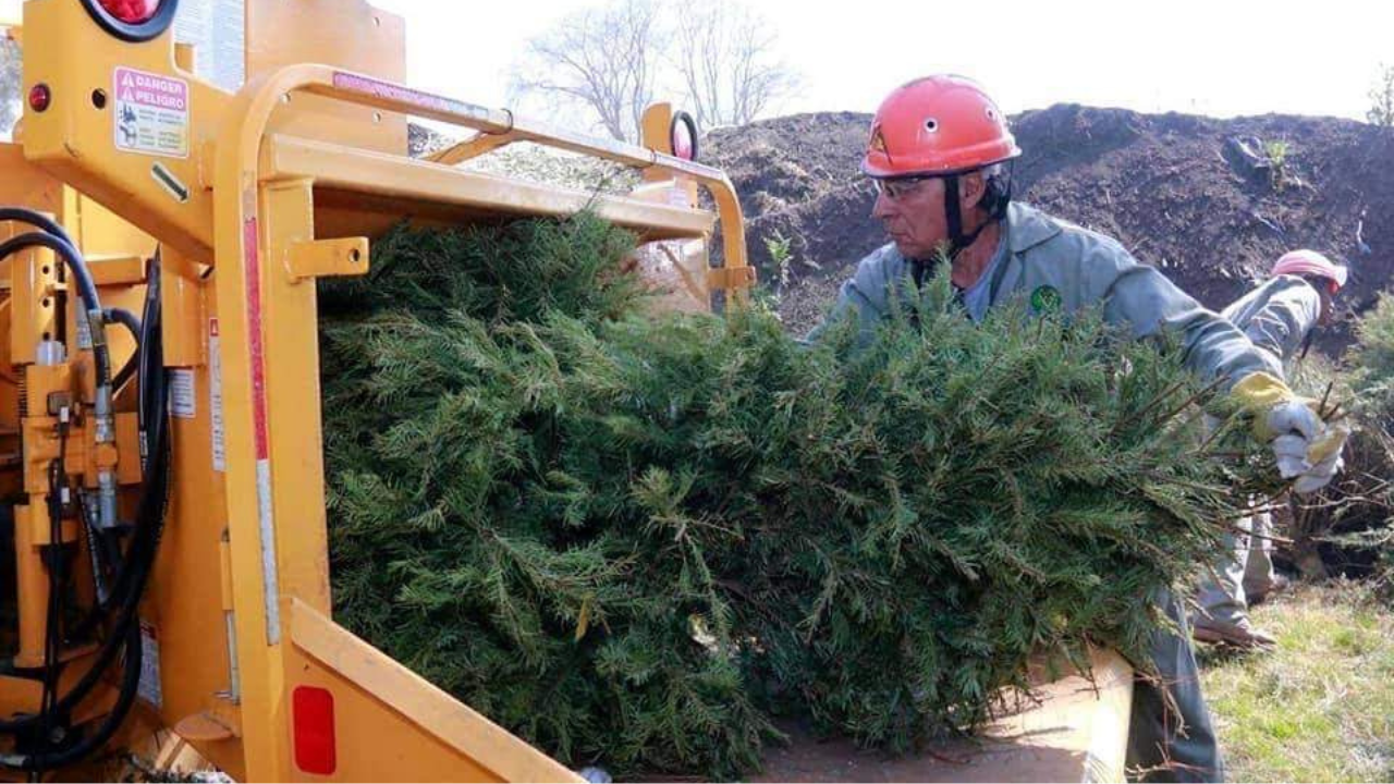 campaña de recoleccion de arboles de navidad en morelos