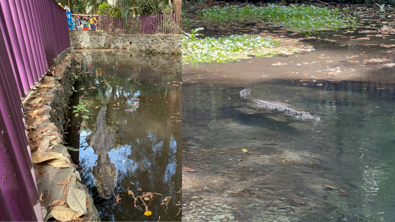 Esta es la edad del cocodrilo "Gordo" del Parque Chapultepec