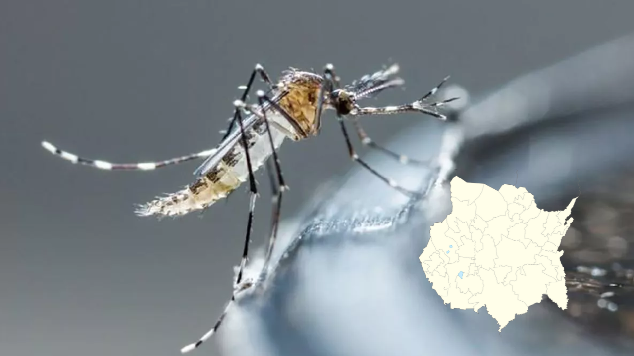 morelos dengue