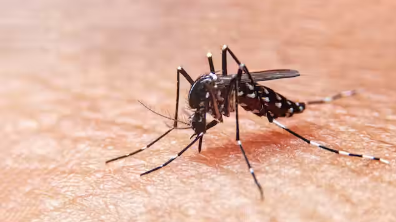 dengue moscos