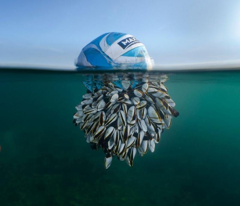 Esta es la imagen ganadora del Premio de Fotografía de Vida Silvestre en el Reino Unido