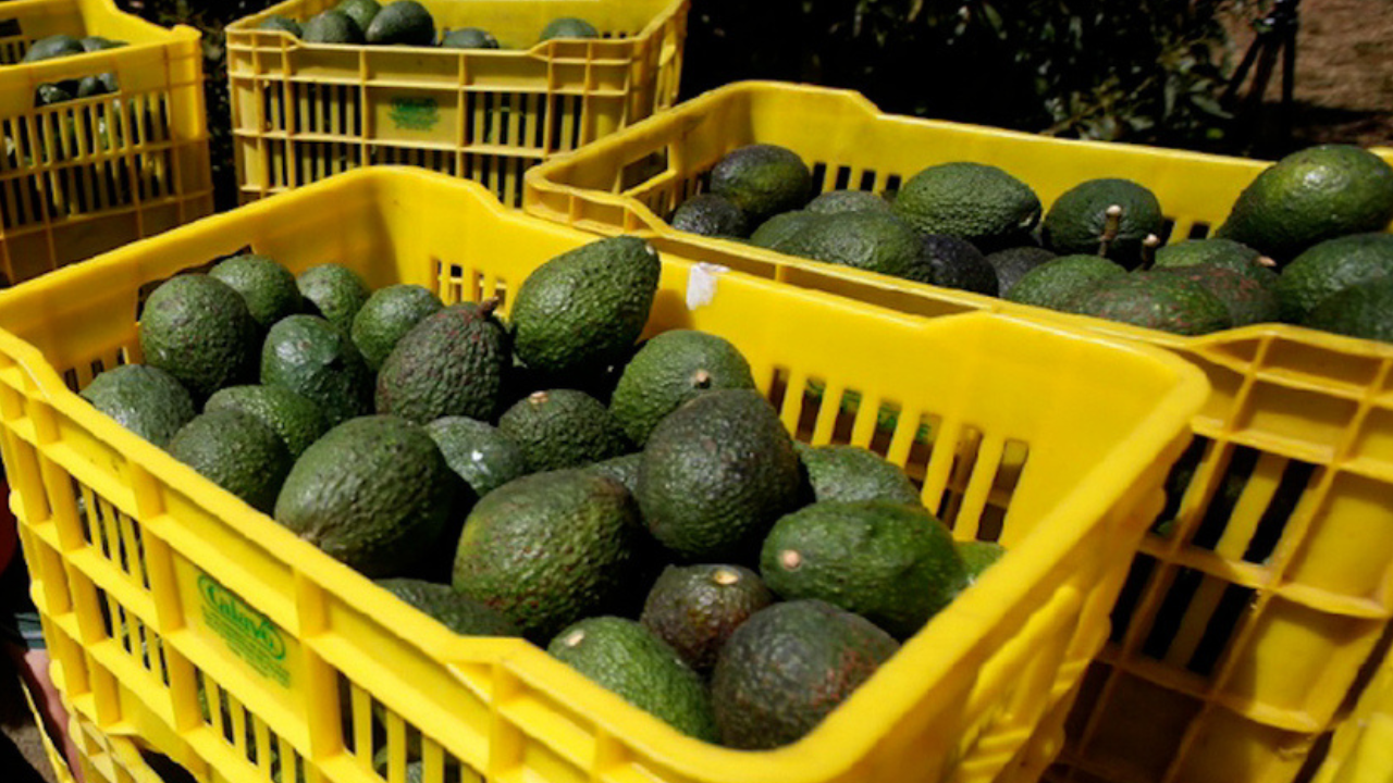 Sufren aguacateros robos masivos en Cuernavaca