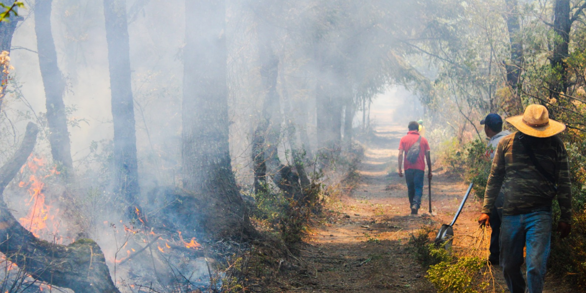 Más de 500 personas combaten los incendios forestales