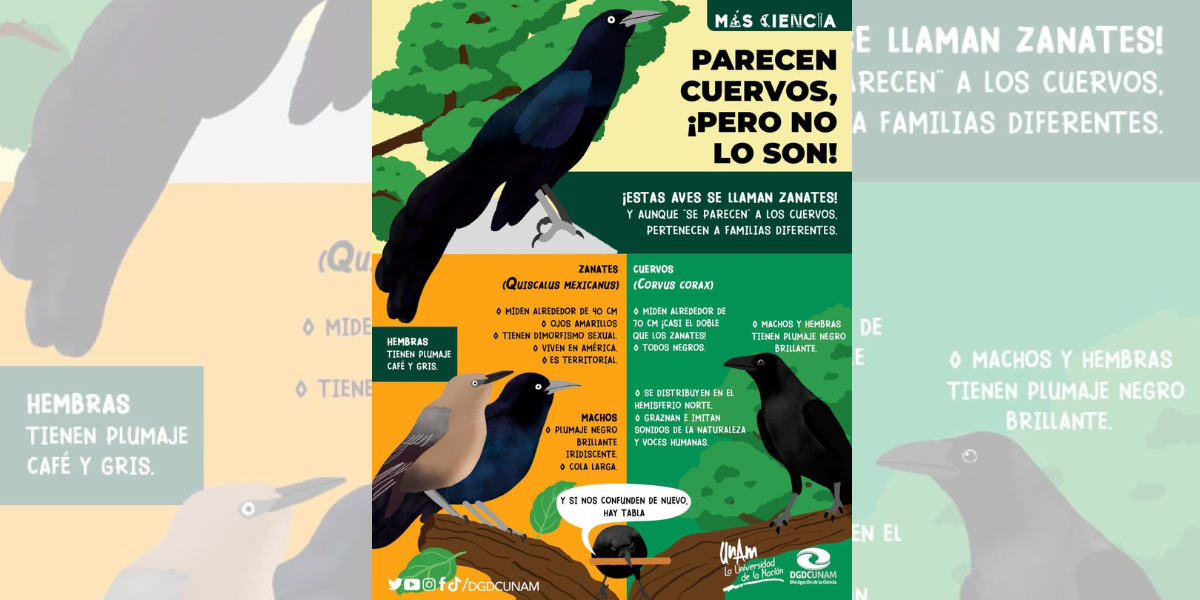 Los zanates y cuervos son muy vistos en México.