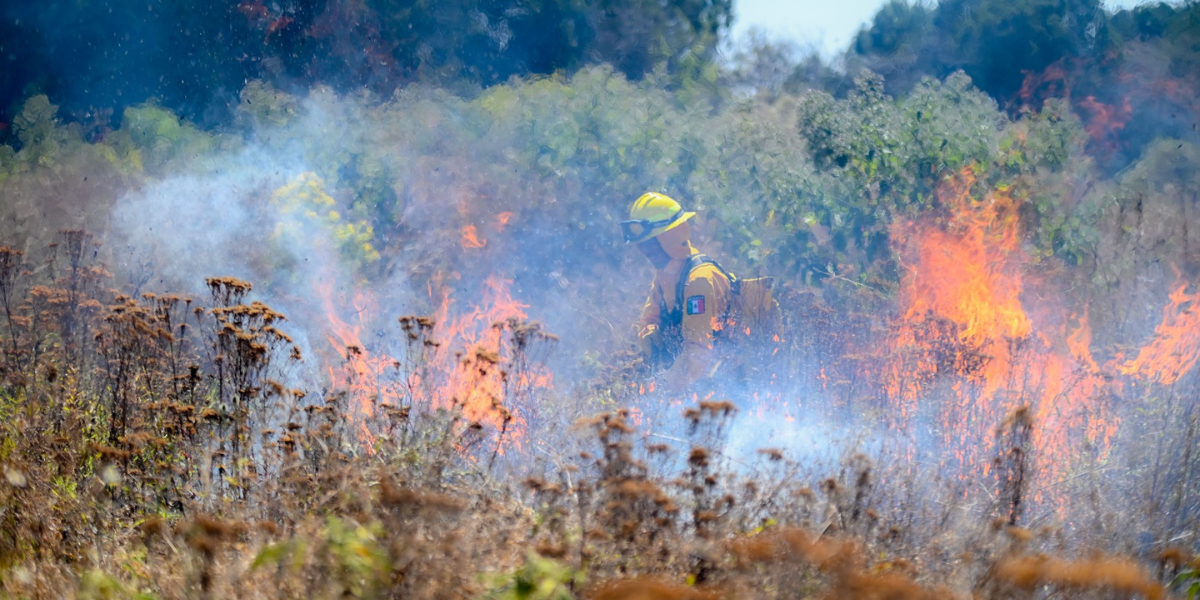 Miles de combatientes han luchado por controlar los incendios forestales. 