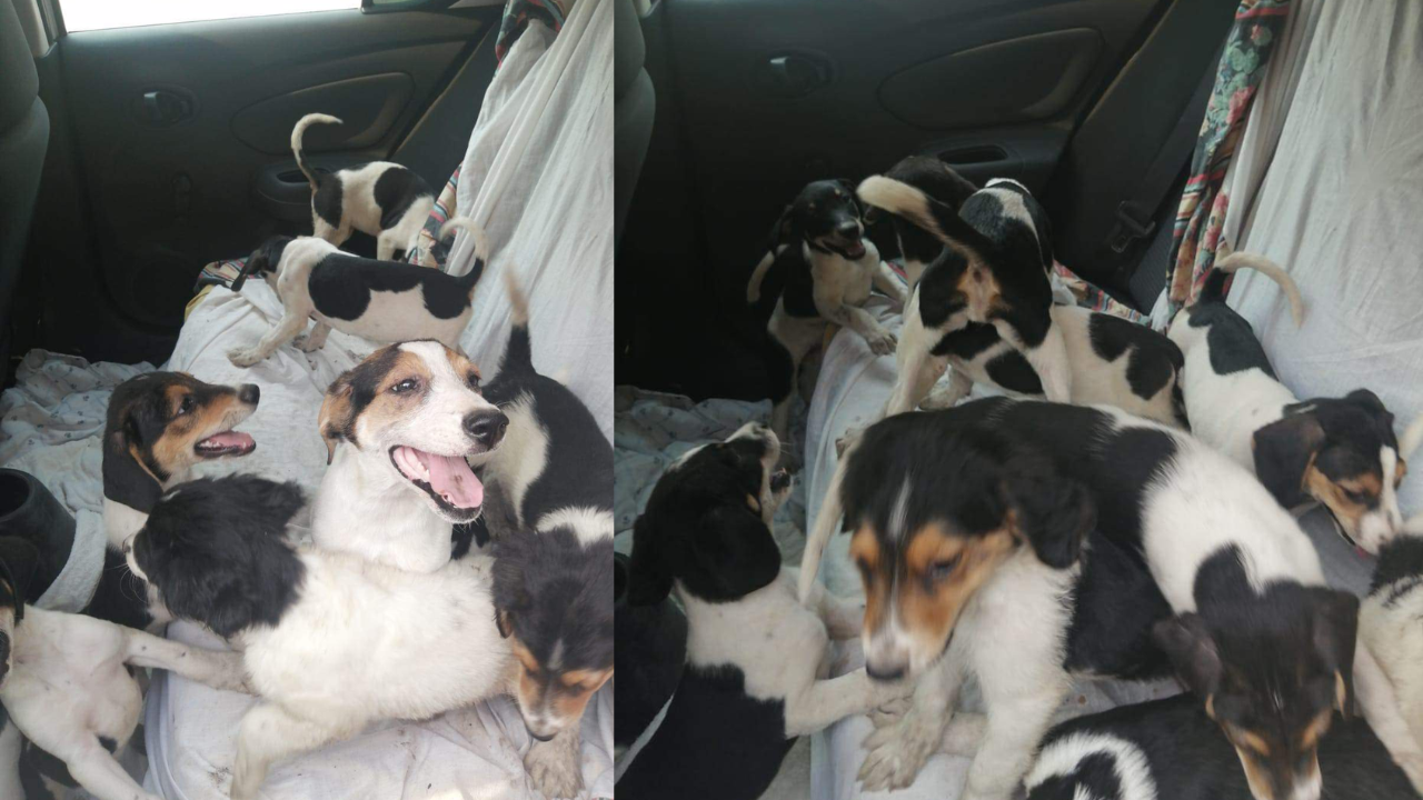 perritos