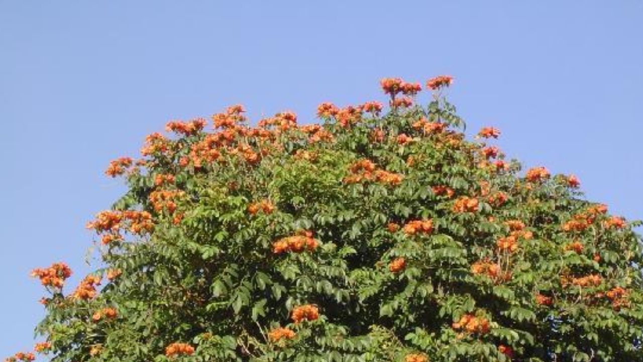 arboles cuernavaca