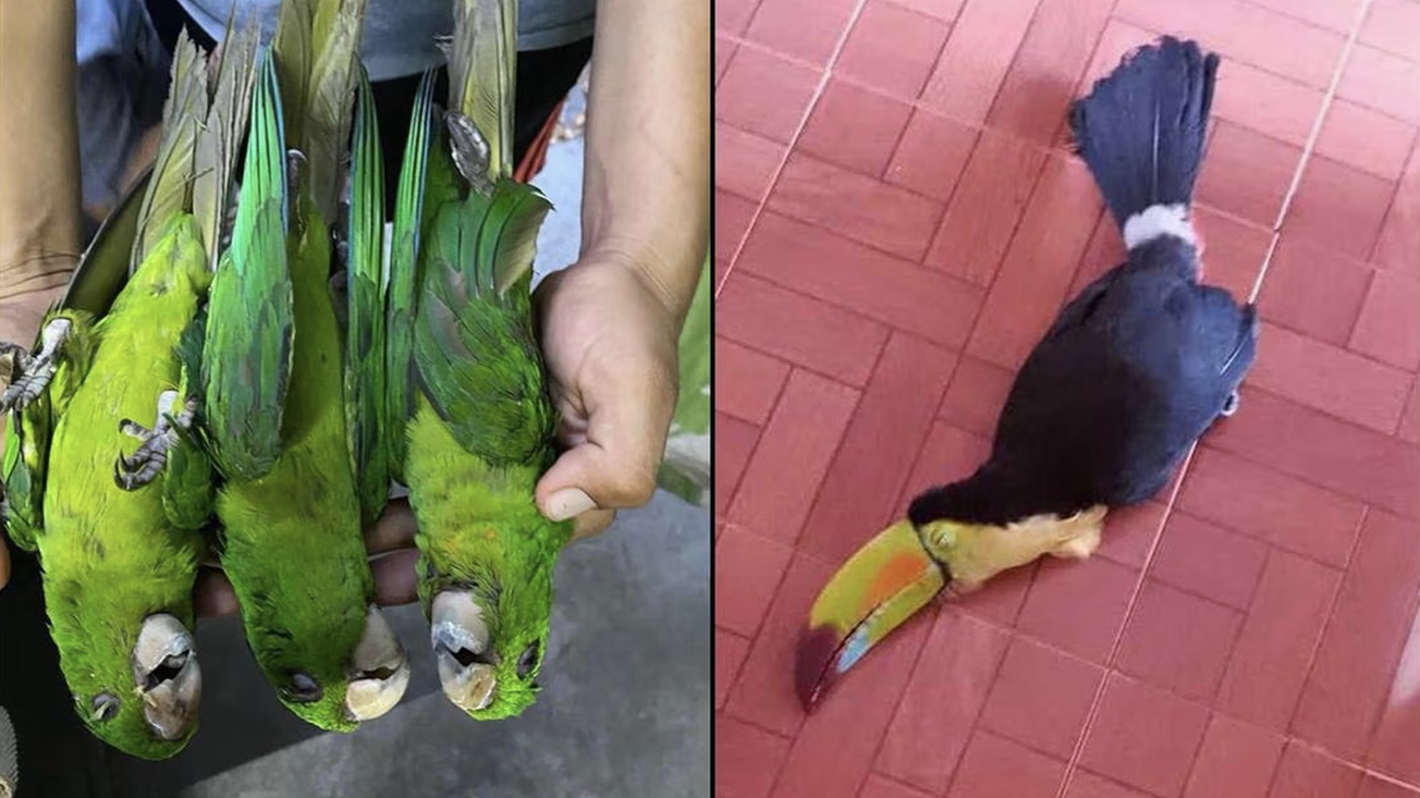 Aves fallecen en pleno vuelo por fuerte calor en la Huasteca Potosina