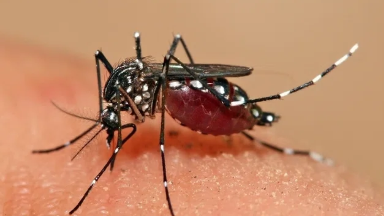 dengue cuernavaca