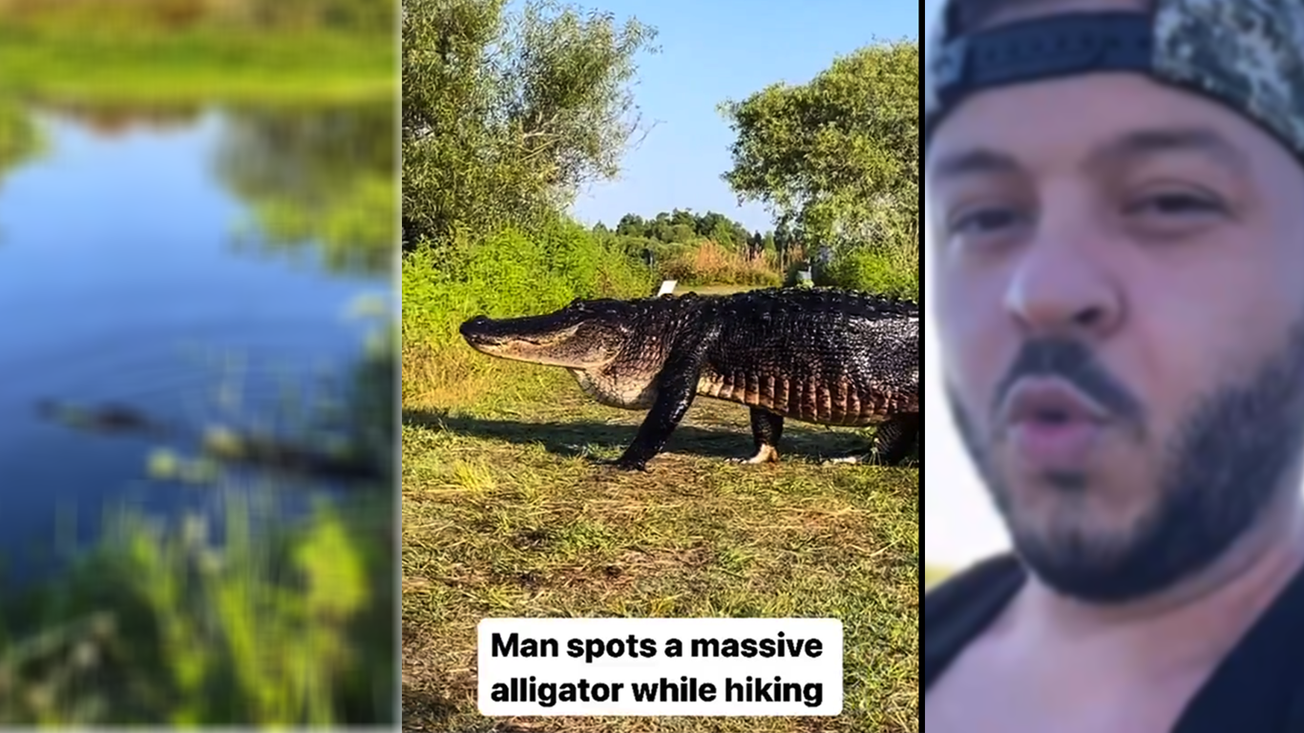 El Sorprendente Encuentro con un Cocodrilo Gigante