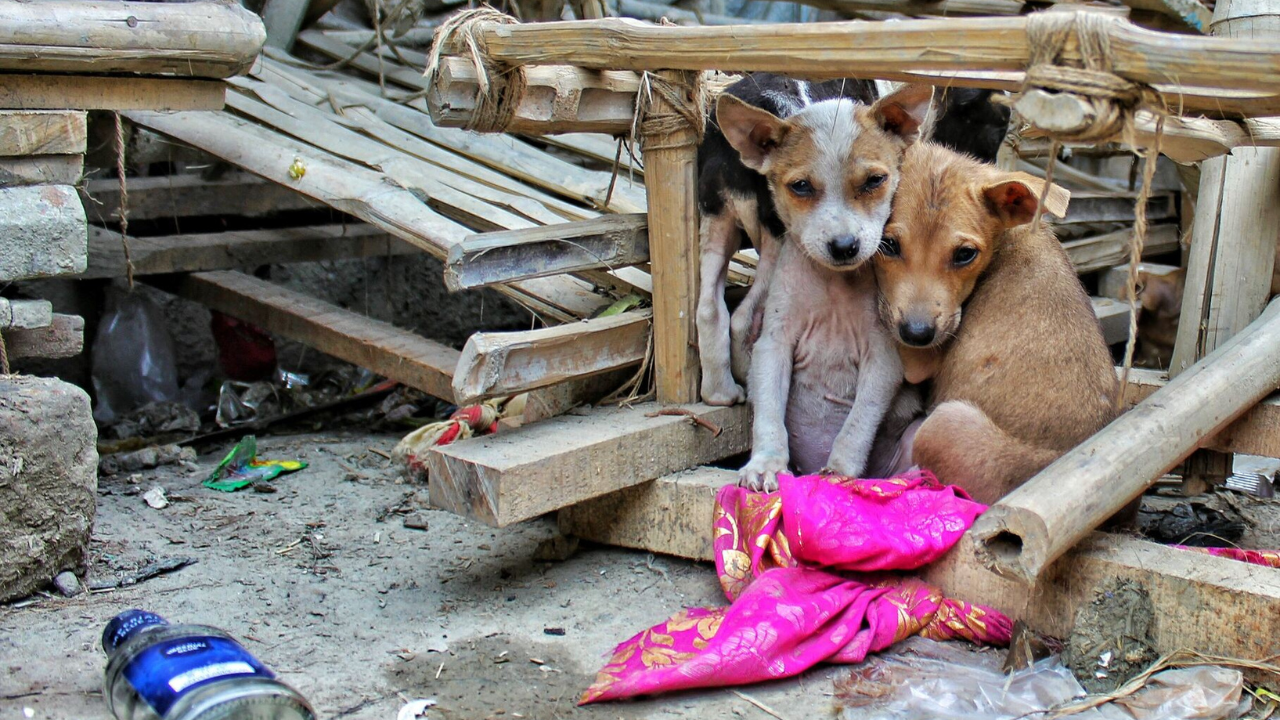 abandono de perros morelos aumento junio