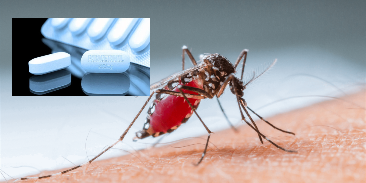 El dengue es una enfermedad trasmitir por un mosco. 