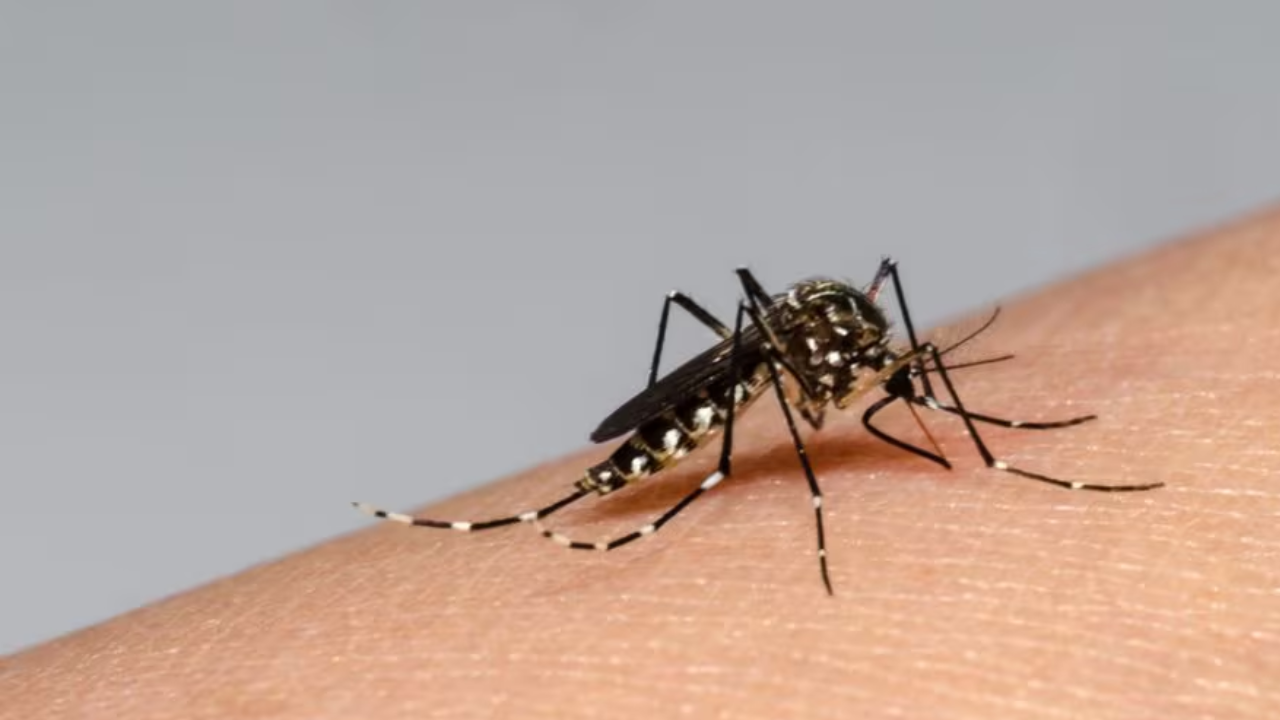 mosco dengue