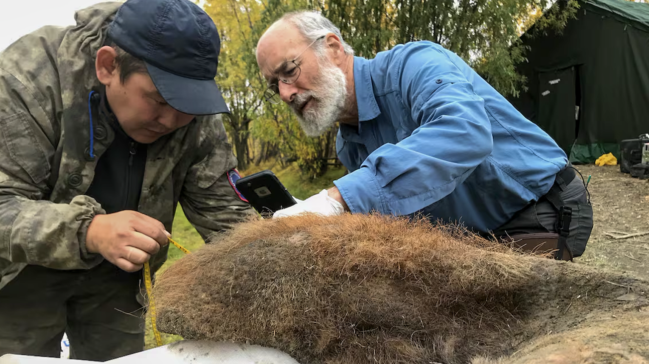 Rescatan ADN intacto de mamut; científicos buscarán resucitar especies extintas