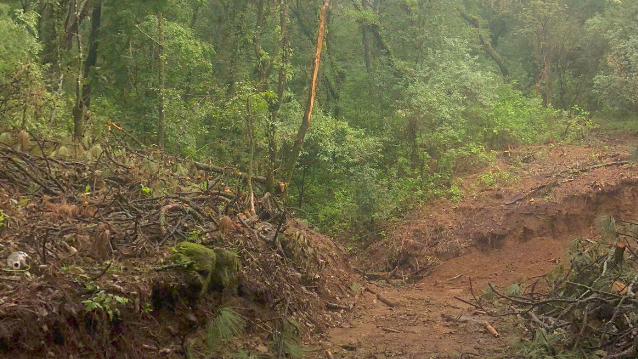 tala ilegal morelos cuernavaca