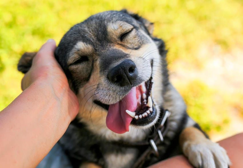 Este es el doloroso origen del Día del Perro
