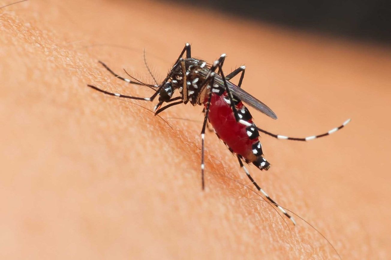 Realizarán megaoperativo contra el dengue en Cuautla
