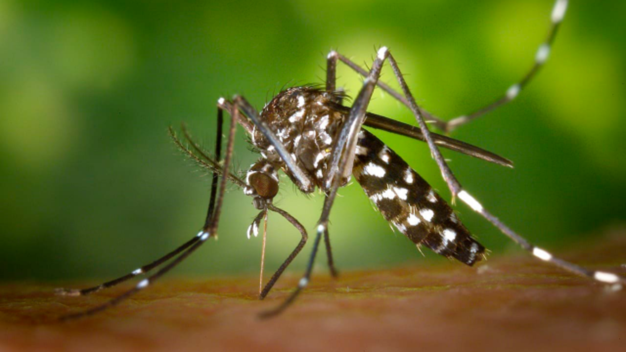 Predominan casos de dengue serotipo 3 en Morelos