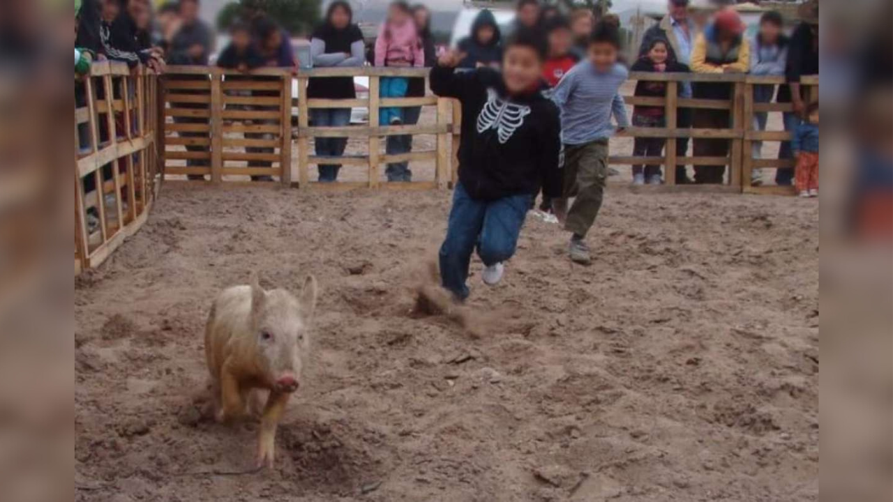coalicion por la defensa de los animales maltrato de animales en hueyapan morelos cerdito encebado