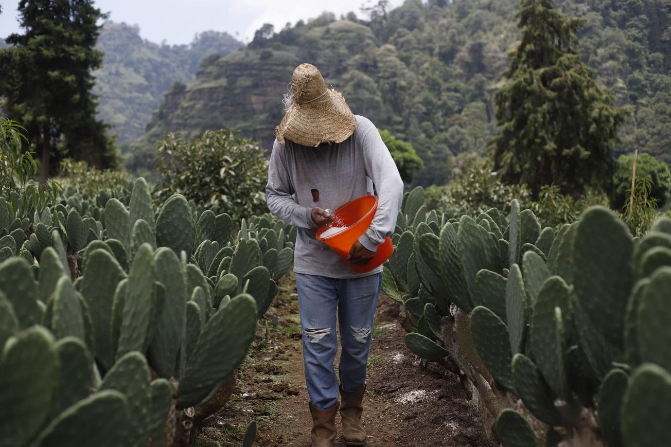 Morelos se posiciona como principal productor de nopal en México