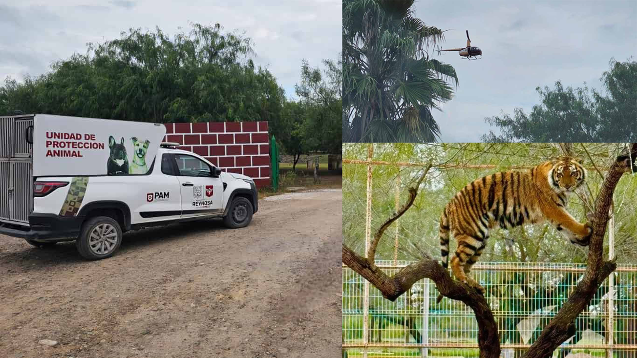 Intenso operativo para localizar a tigre suelto en Tamaulipas