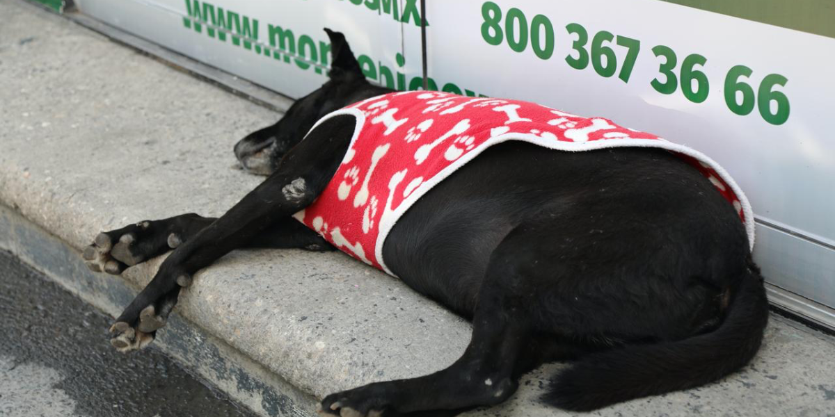 La Ley de Bienestar Animal, consideraría la salvaguarda de los animales.