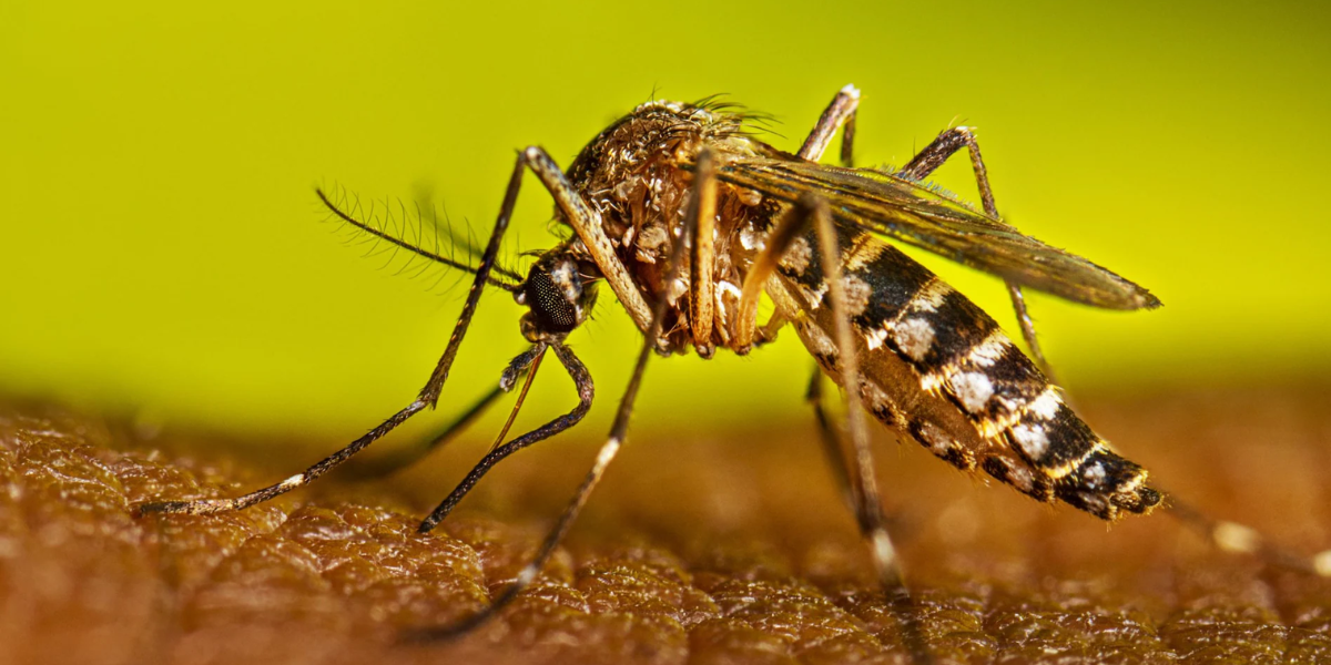 moscos dengue