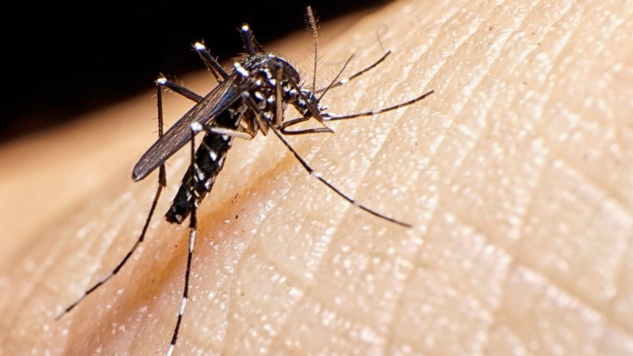 Dengue Morelos 