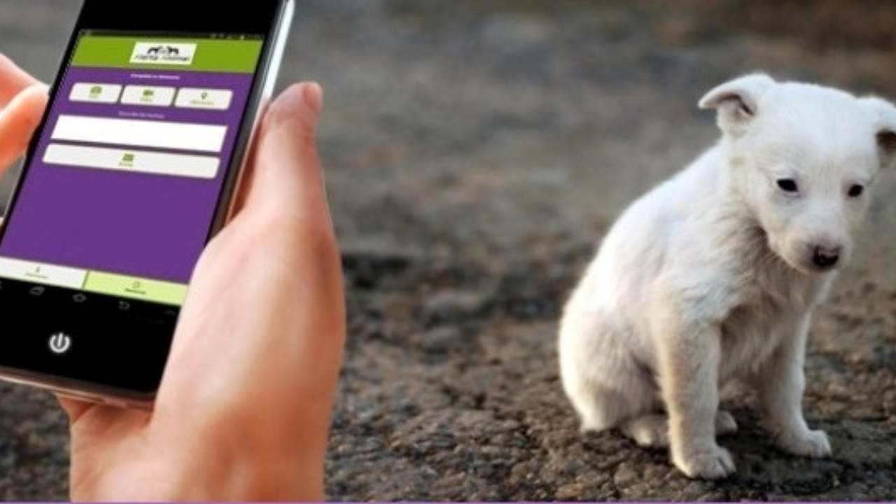 Fiscalía Ambiental de Cuernavaca atiende 150 denuncias de maltr*t0 animal 