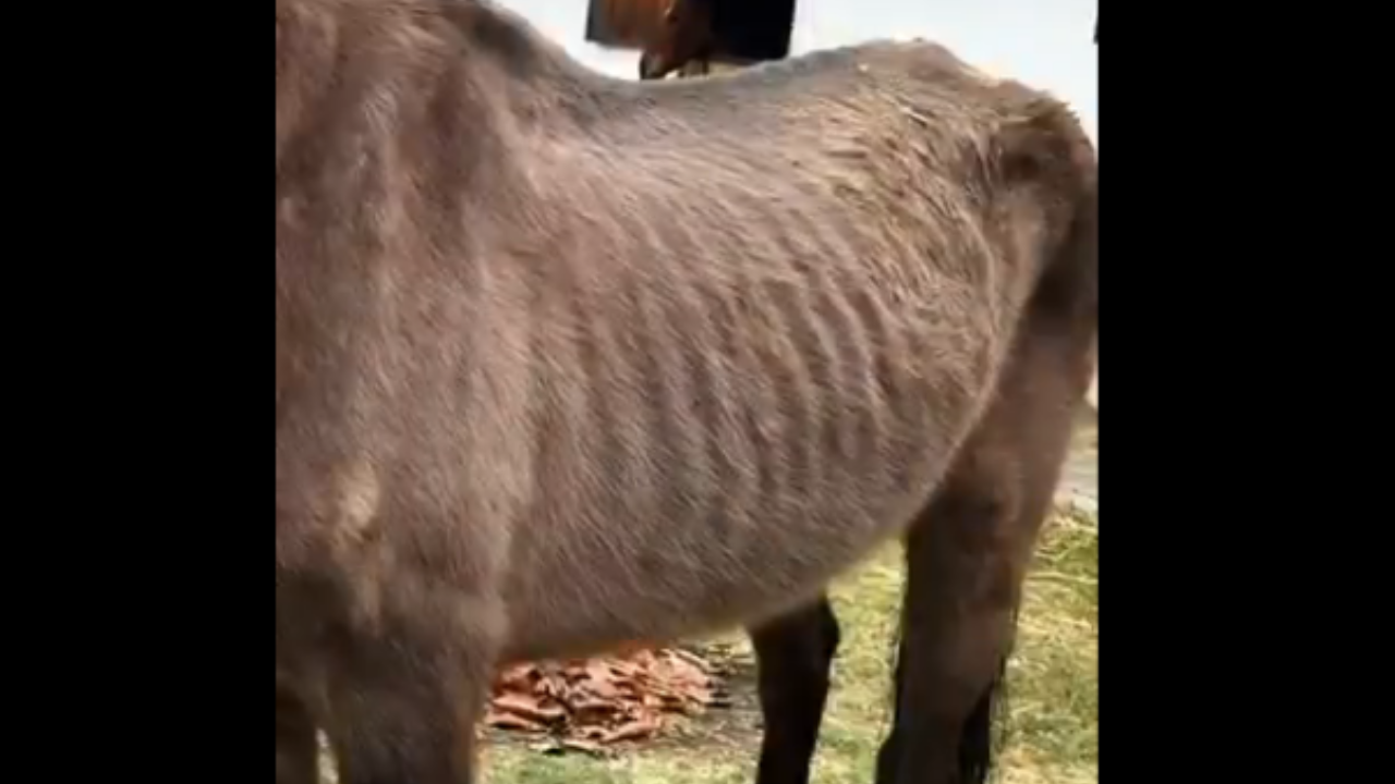 DIF Jiutepec denuncia maltrato a caballos terapéuticos