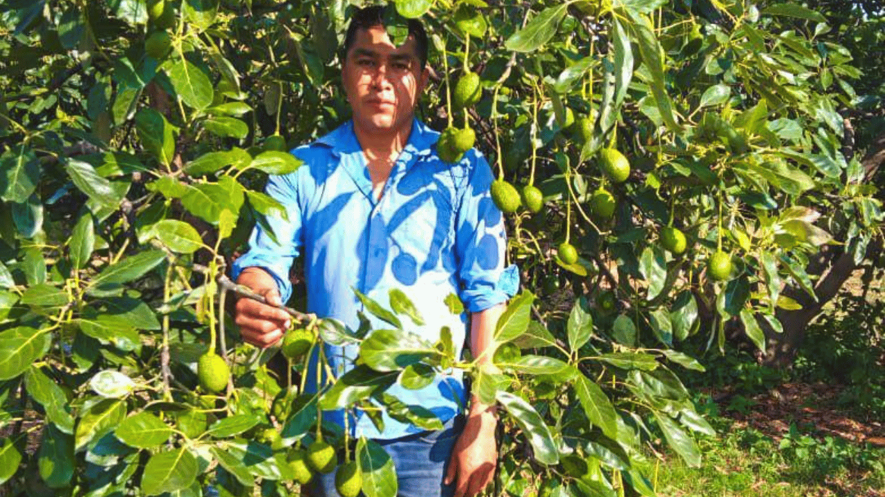Cuernavaca se consolida como región clave en producción de aguacate 