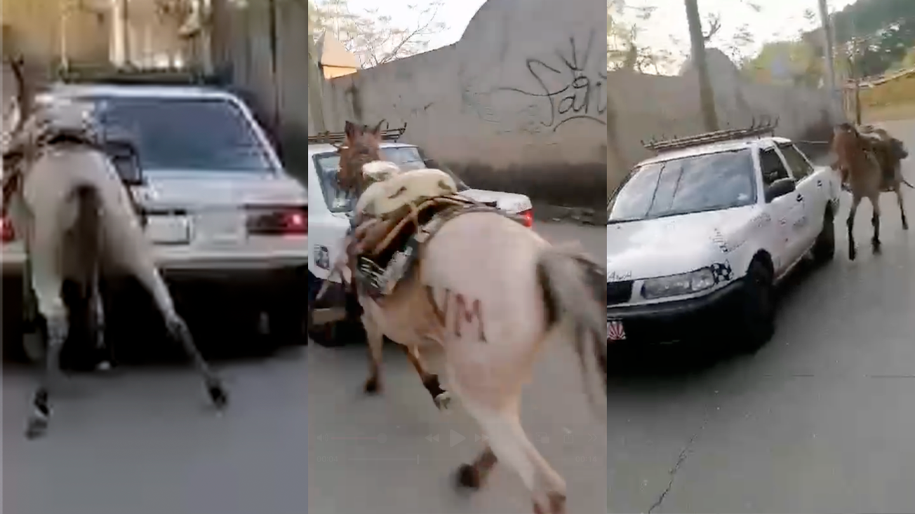 Captan a taxista arrastrando a un caballo en calles de Jiutepec