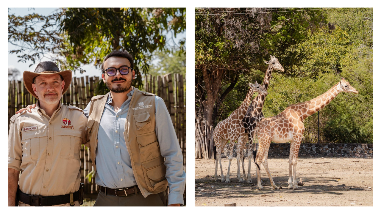 Campaña de recolección de árboles de Navidad.