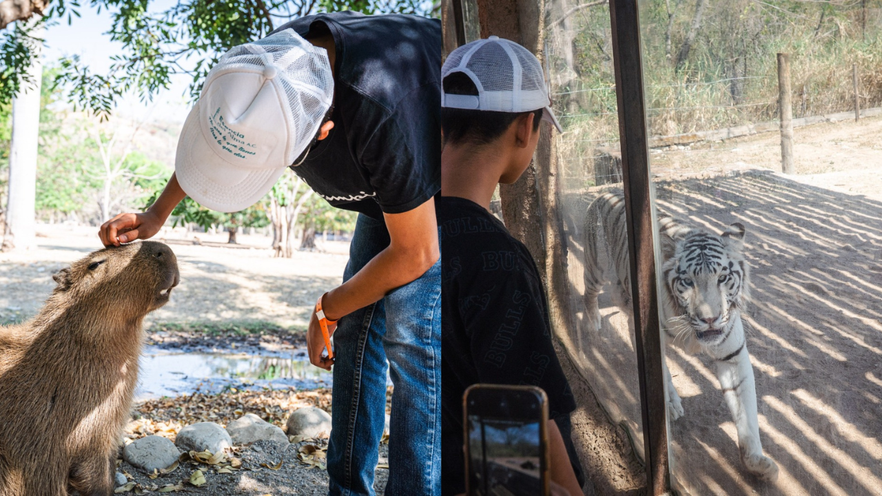 Visitan zoológico Zoofari usuarios de Centros de Asistencia Social del SEDIF Morelos