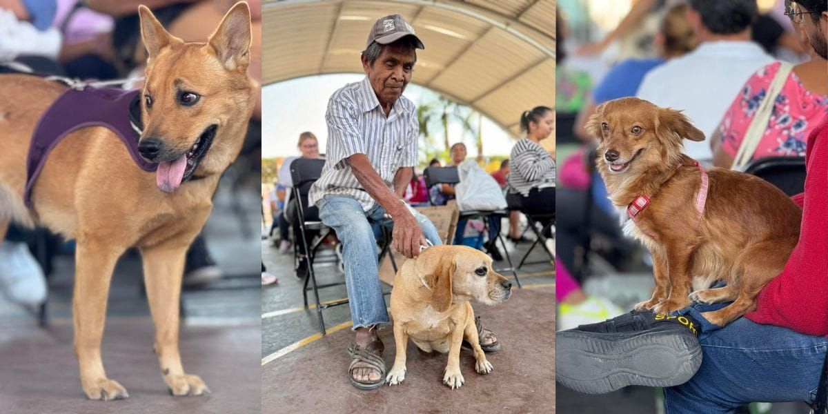 ¡Registra a tu perrito! En Morelos se lleva a cabo el Registro Único de Mascotas
