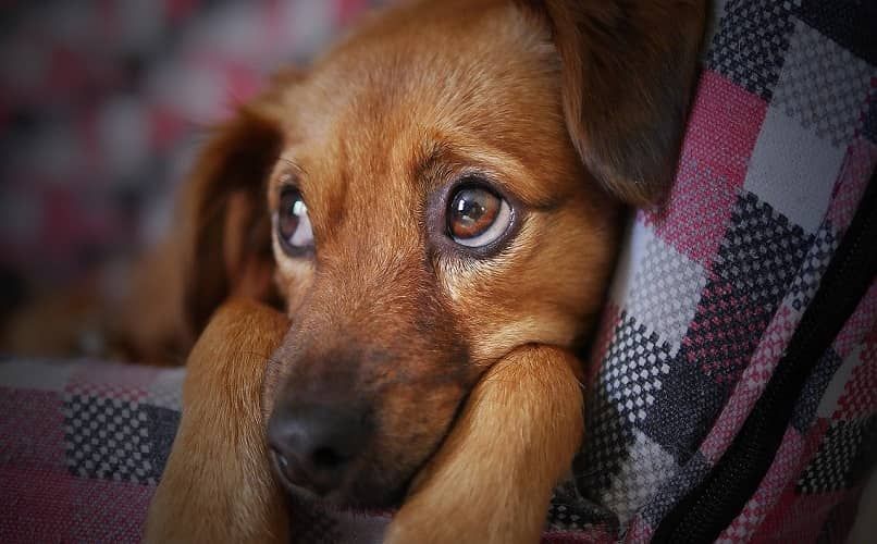 Adoptar un lomito sin raza es un acto de amor consciente