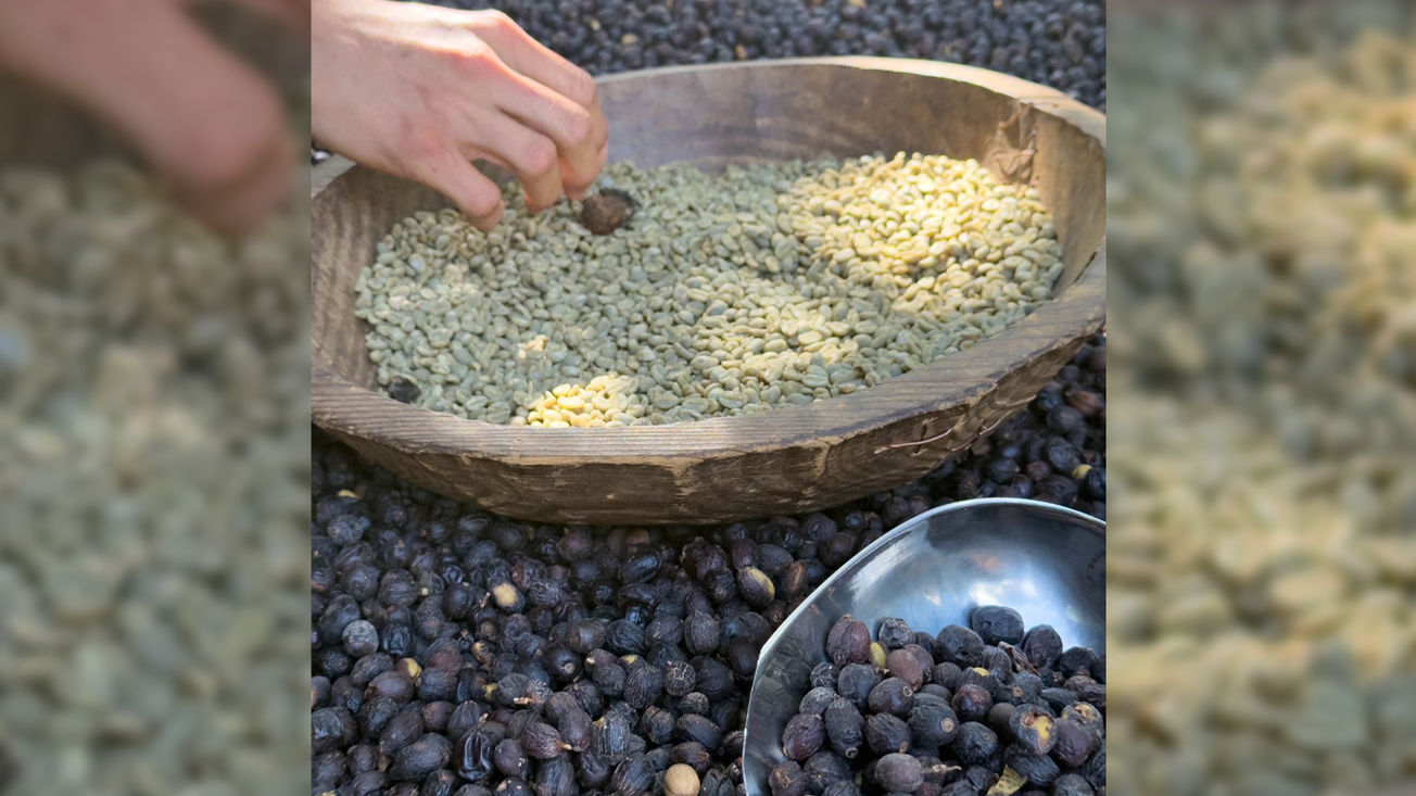 Impulsan café morelense como producto turístico y de identidad