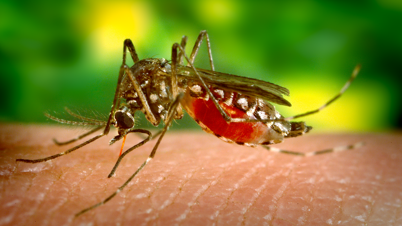 Intensifican acciones contra dengue en Morelos