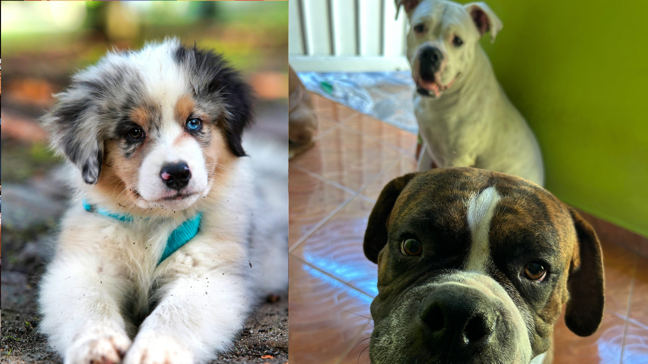 Cuernavaca se preocupa por Bienestar Animal: Aprueban ley a favor de animales de compañía