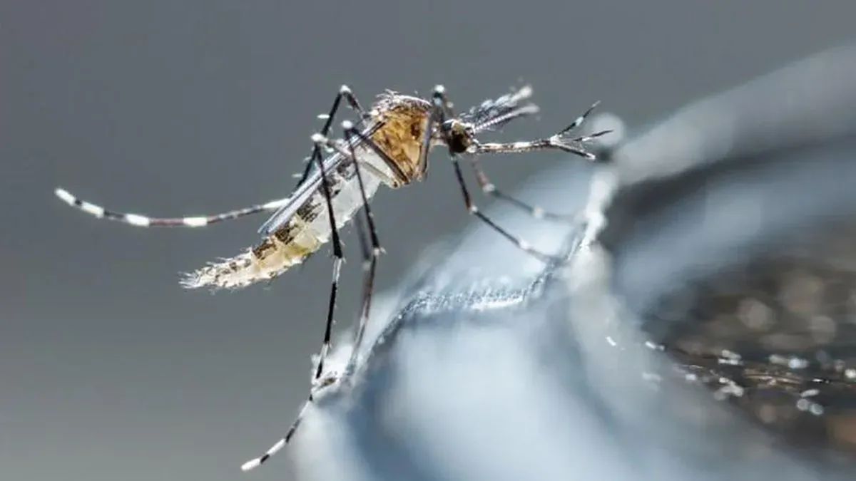 Avanza Ayuntamiento de Cuernavaca con operativo contra el dengue
