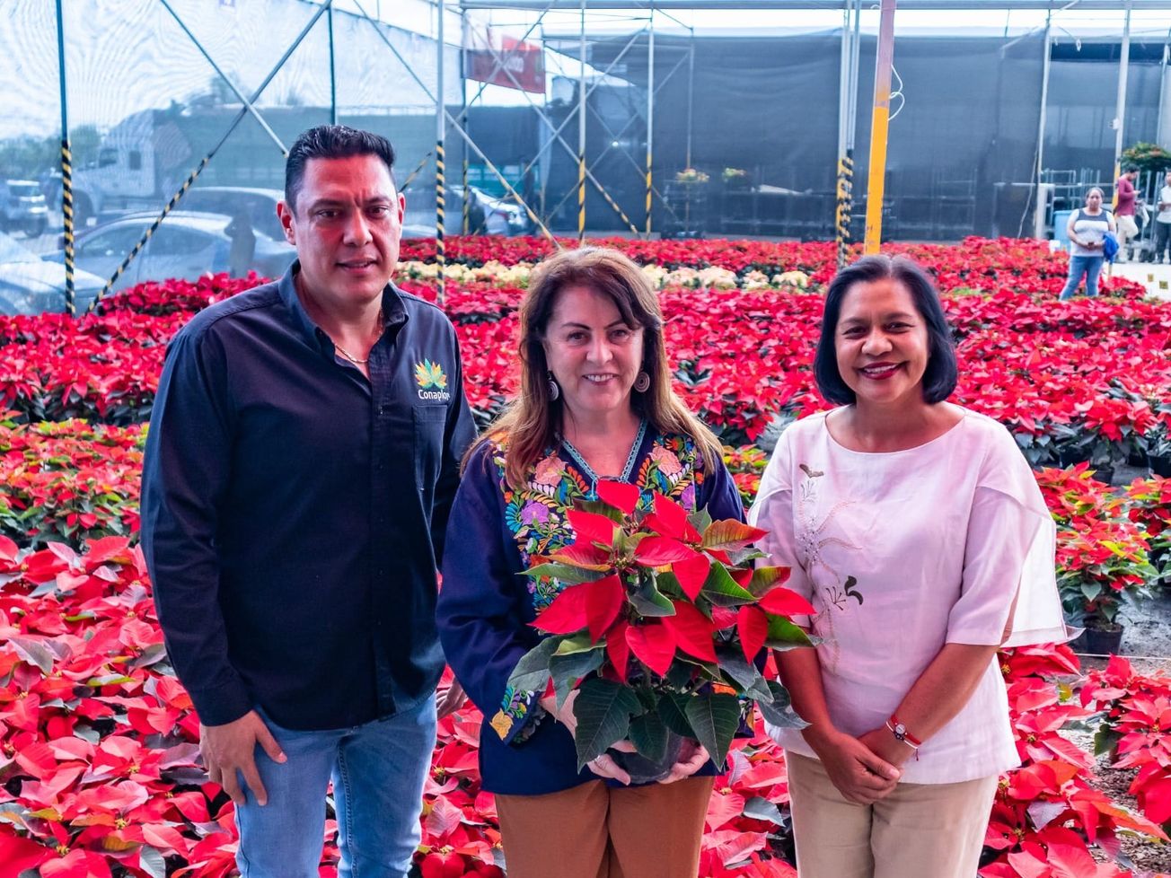 Impulsan intensa promoción para la venta de Nochebuena en Morelos