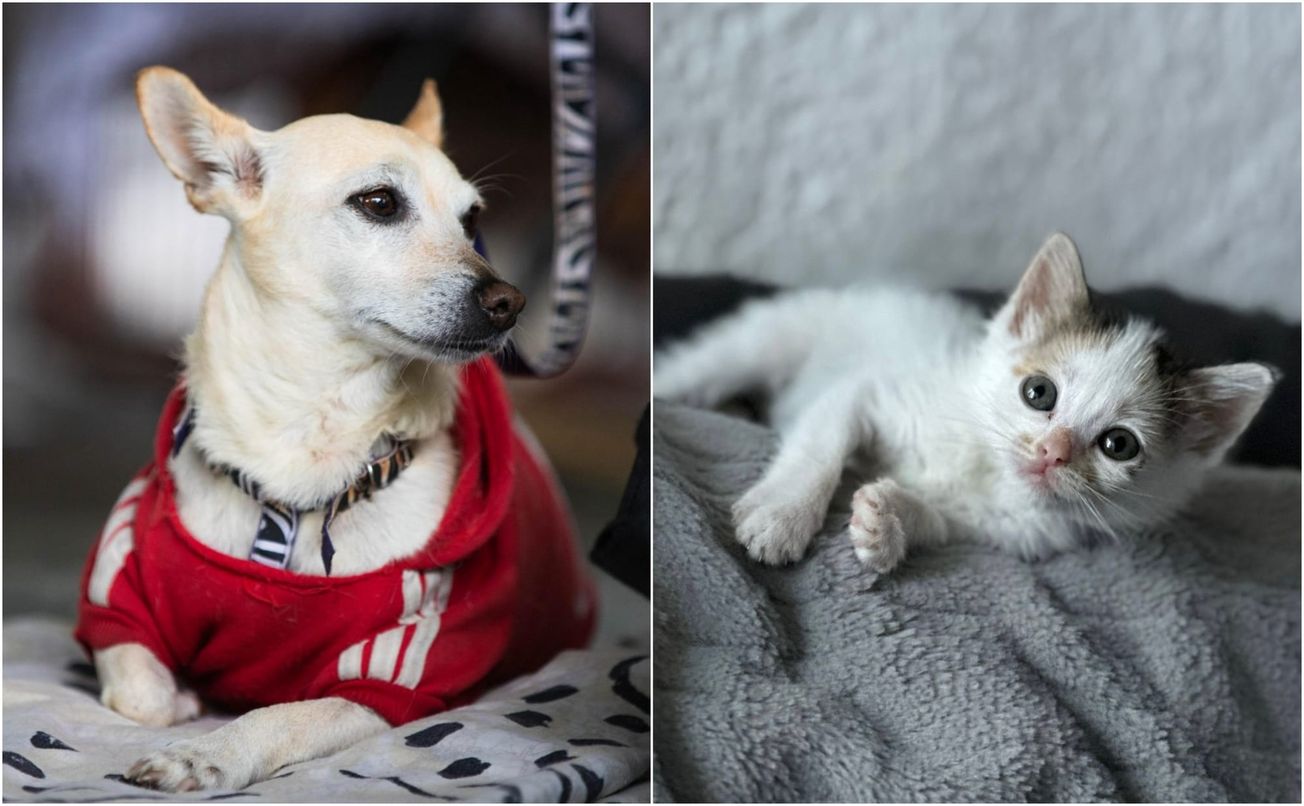 Se hace llamado a no regalar animales en fechas decembrinas