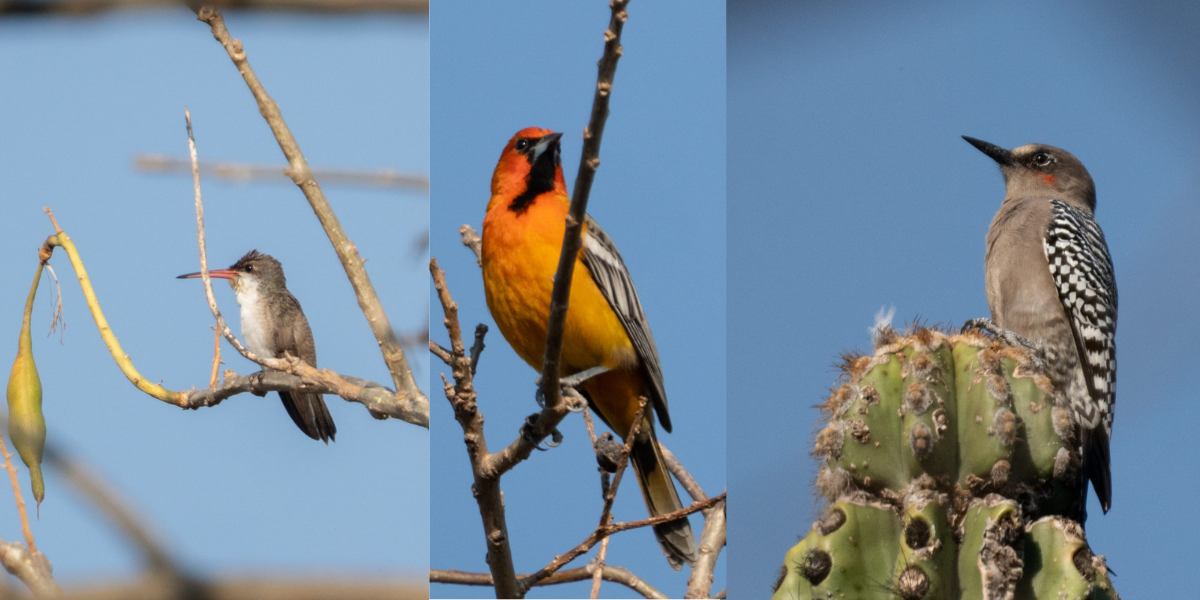 Participa Desarrollo Sustentable en Conteo Navideño Internacional de Aves 2025