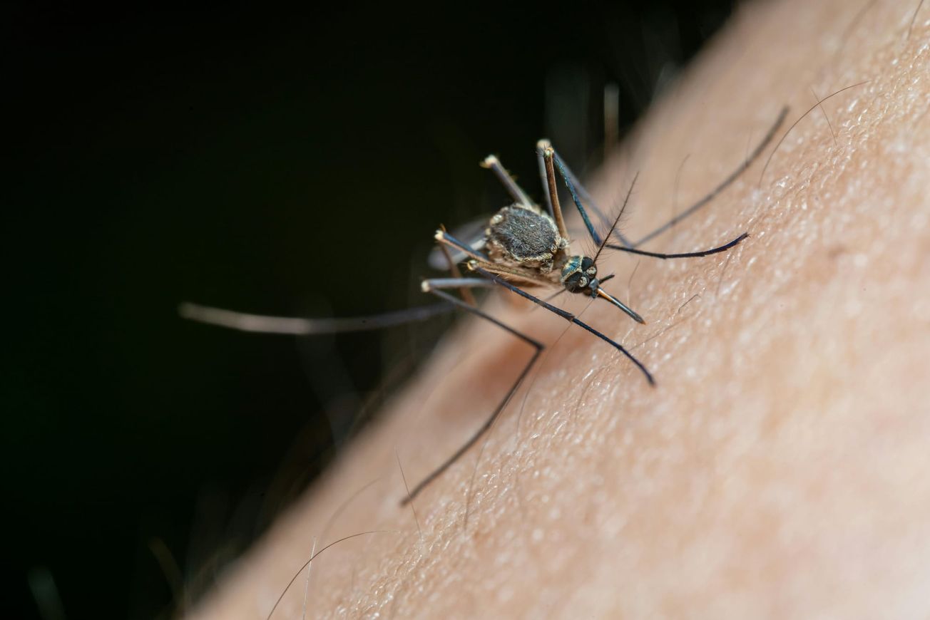 Sin nuevos casos de dengue en Morelos